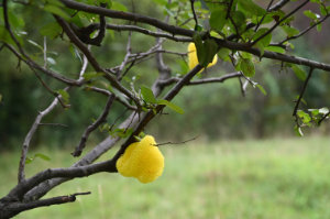 (Bild: sciaredo)