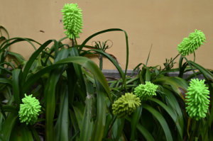 (Bild: sciaredo)