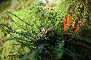 (Bild: sciaredo)