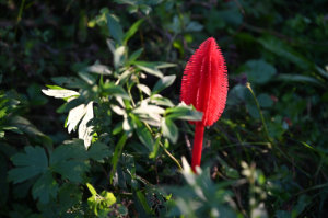 (Bild: sciaredo)